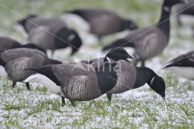 Rotgans (Branta bernicla)