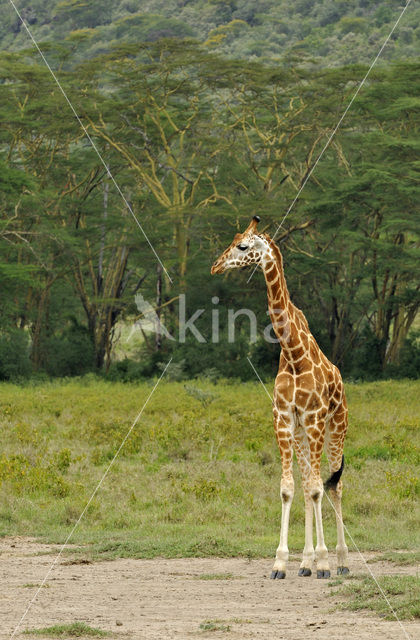 Rothschild’s Giraffe (Giraffa camelopardalis rothschildi)