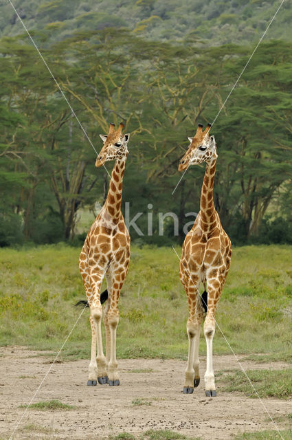 Rothschild’s Giraffe (Giraffa camelopardalis rothschildi)