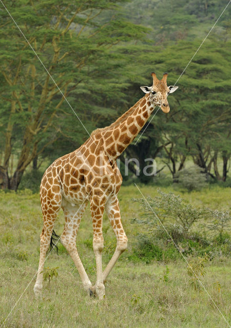 Rothschild’s Giraffe (Giraffa camelopardalis rothschildi)