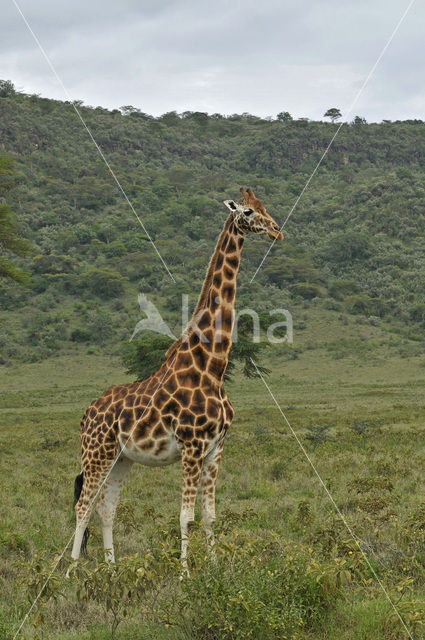 Rothschild’s Giraffe (Giraffa camelopardalis rothschildi)