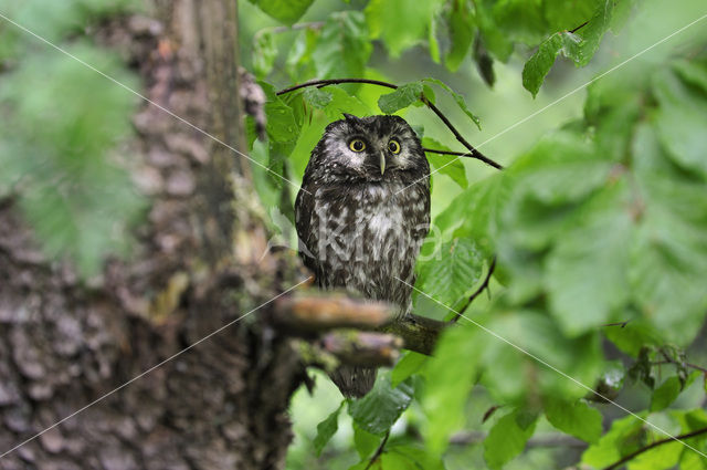 Boreal Owl (Aegolius funereus)