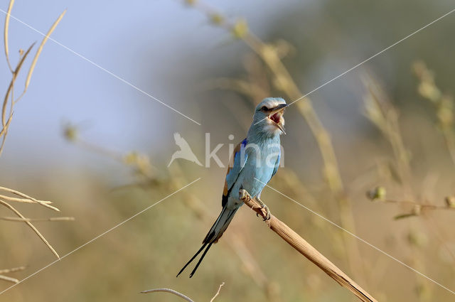 Sahelscharrelaar (Coracias abyssinicus)