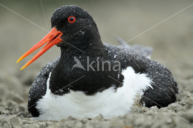 Oystercatcher (Haematopus ostralegus)