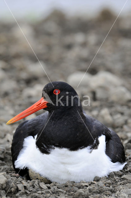 Oystercatcher (Haematopus ostralegus)