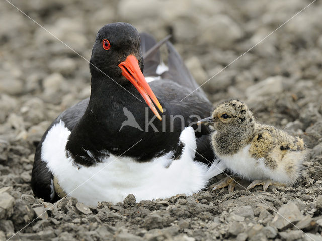 Scholekster (Haematopus ostralegus)