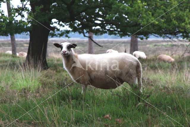 Schoonebeeker schaap (Ovis domesticus)