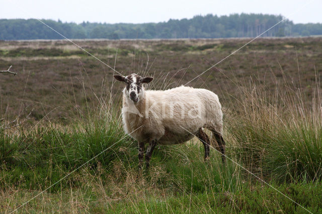 Schoonebeeker schaap (Ovis domesticus)