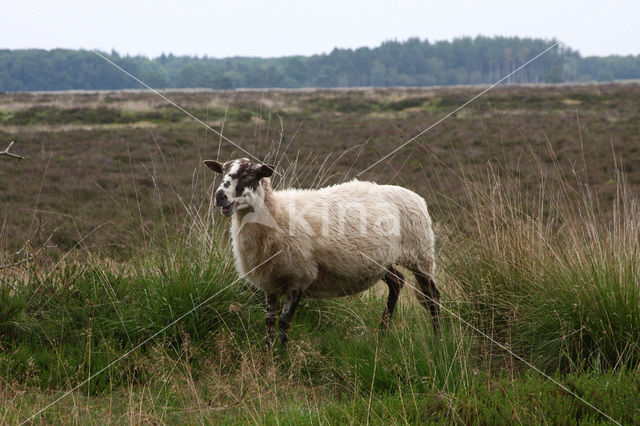 Schoonebeeker schaap (Ovis domesticus)