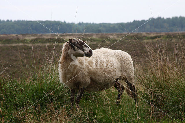 sheep (Ovis domesticus)