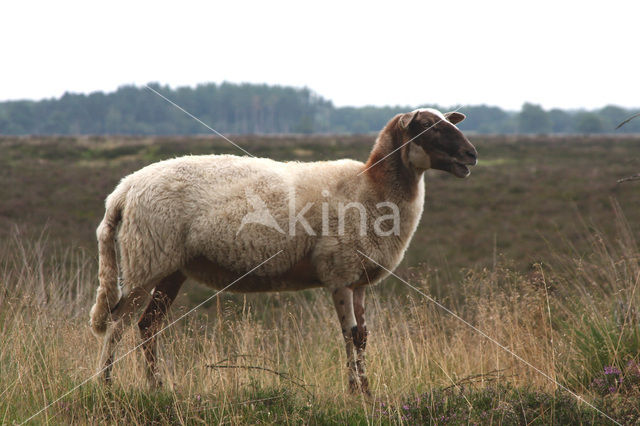 Schoonebeeker schaap (Ovis domesticus)