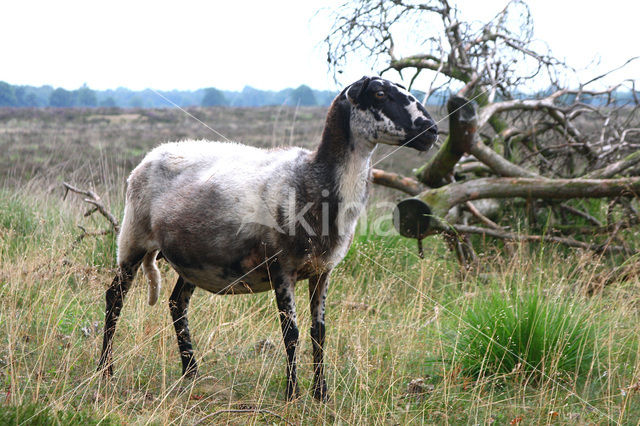 Schoonebeeker schaap (Ovis domesticus)