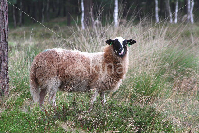 Schoonebeeker schaap (Ovis domesticus)