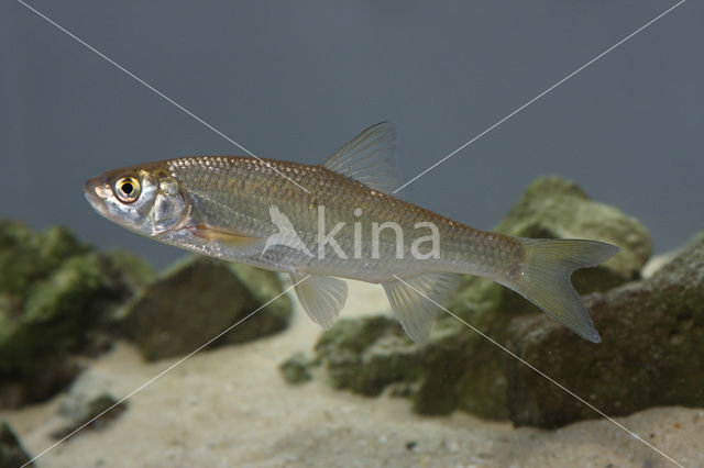 Dace (Leuciscus leuciscus)