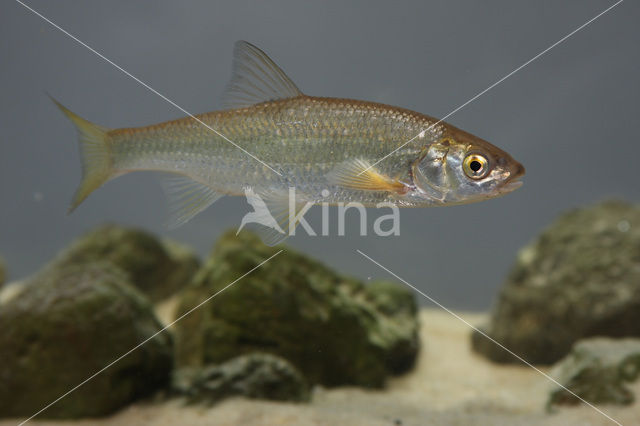 Dace (Leuciscus leuciscus)