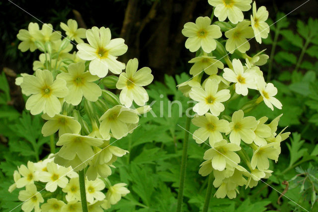 Slanke sleutelbloem (Primula elatior)