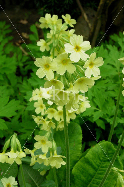 Oxlip (Primula elatior)