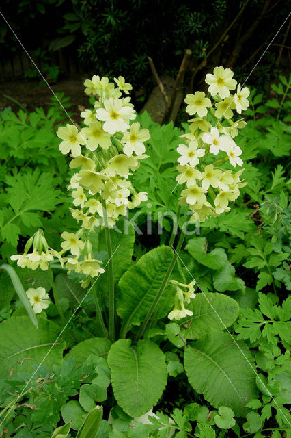 Slanke sleutelbloem (Primula elatior)