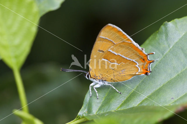 Brown Hairstreak (Thecla betulae)