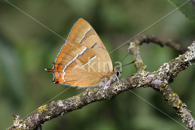 Sleedoornpage (Thecla betulae)