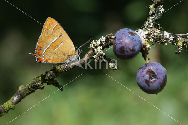 Sleedoornpage (Thecla betulae)