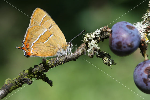 Sleedoornpage (Thecla betulae)