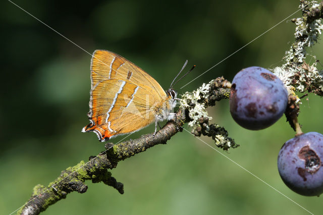 Brown Hairstreak (Thecla betulae)