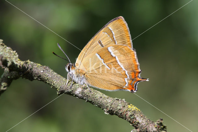 Brown Hairstreak (Thecla betulae)