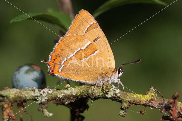 Sleedoornpage (Thecla betulae)