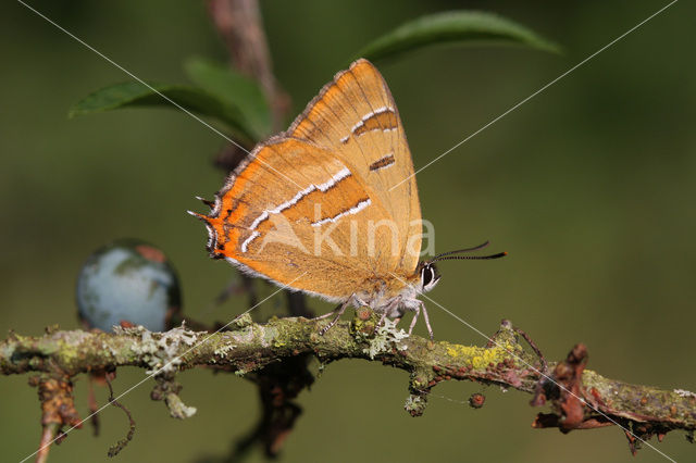 Sleedoornpage (Thecla betulae)