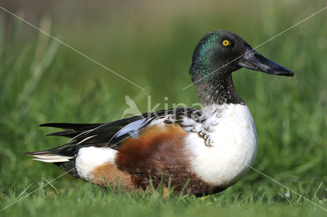 Slobeend (Anas clypeata)