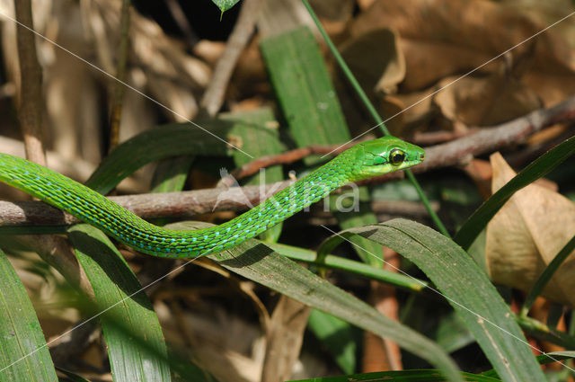 West African Green Mamba (Dendroaspis angusticeps)