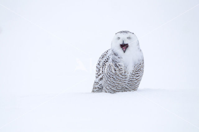 Snowy Owl (Bubo scandiacus)