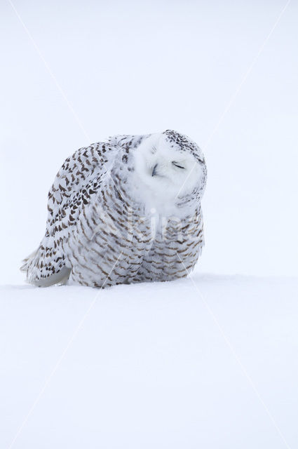 Snowy Owl (Bubo scandiacus)