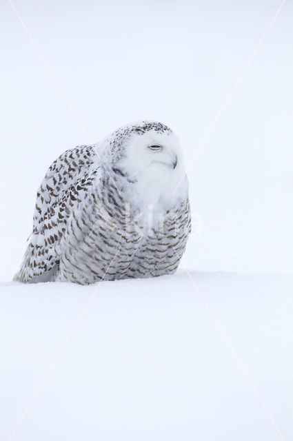 Snowy Owl (Bubo scandiacus)