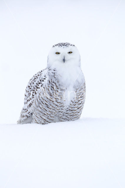 Sneeuwuil (Bubo scandiacus)