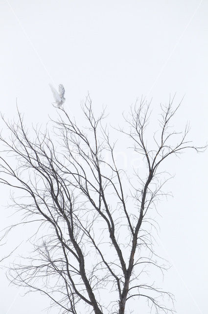 Sneeuwuil (Bubo scandiacus)
