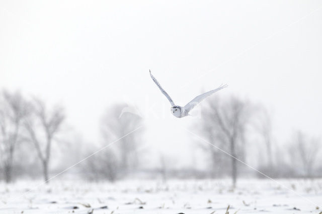 Snowy Owl (Bubo scandiacus)