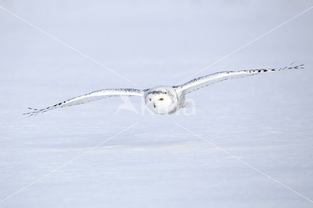 Snowy Owl (Bubo scandiacus)