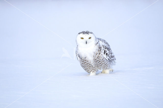 Sneeuwuil (Bubo scandiacus)