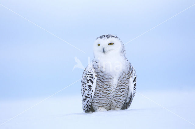 Sneeuwuil (Bubo scandiacus)