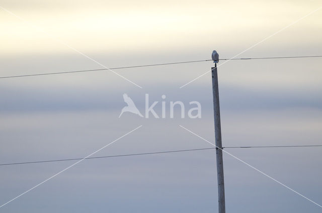 Snowy Owl (Bubo scandiacus)