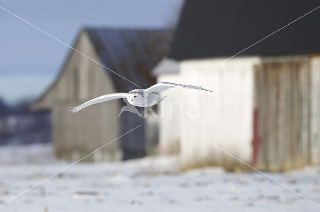 Snowy Owl (Bubo scandiacus)