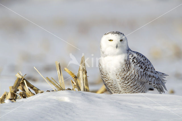 Sneeuwuil (Bubo scandiacus)