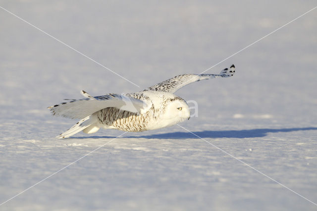 Sneeuwuil (Bubo scandiacus)