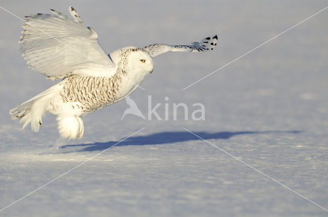 Snowy Owl (Bubo scandiacus)