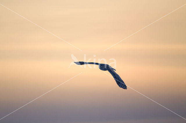 Snowy Owl (Bubo scandiacus)