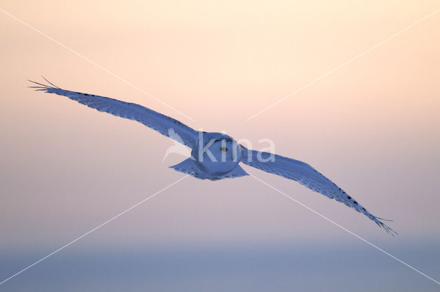 Snowy Owl (Bubo scandiacus)