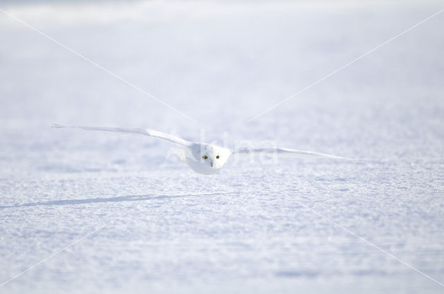 Sneeuwuil (Bubo scandiacus)