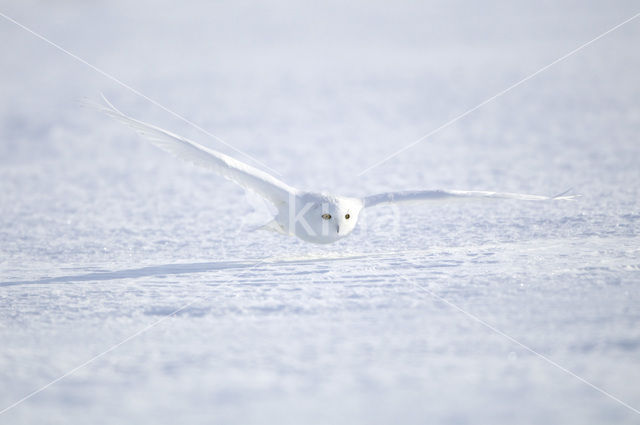 Snowy Owl (Bubo scandiacus)